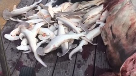 Fisherman removes 34 baby sharks from the body of dead hammerhead mother