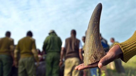 Synthetic rhino horns are being 3D printed in an effort to defeat poachers
