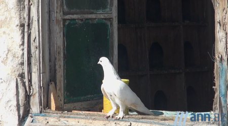 MƏN: Quşbaz Natiq: "Maşını quşa dəyişən adamlar var"
