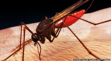 Ebola crisis in Guinea 'has set back malaria fight'