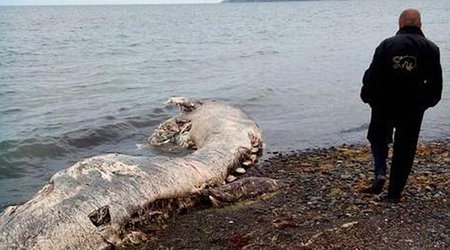 What is this mysterious 'furry dolphin'?