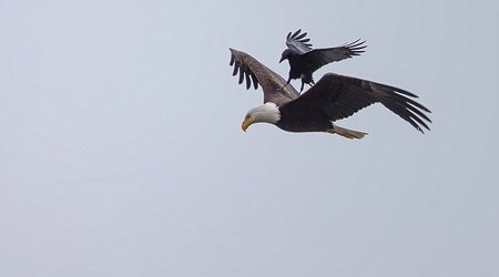 Mid-air crow-lision