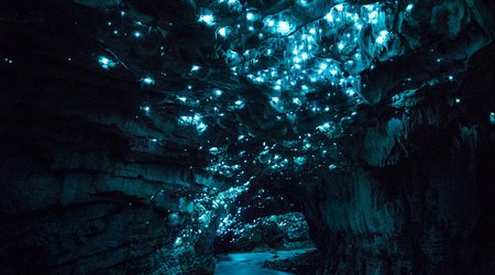 Photographer's mesmerising shots of glow worms