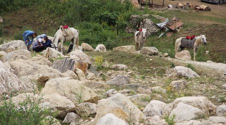 "Şah yaylağı": Laza - FOTOLAR