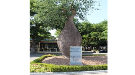 Bakılı "Baobab"ların taleyi - FOTOLAR