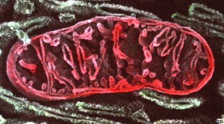 Mitochondrial disease study raises hope of treatment