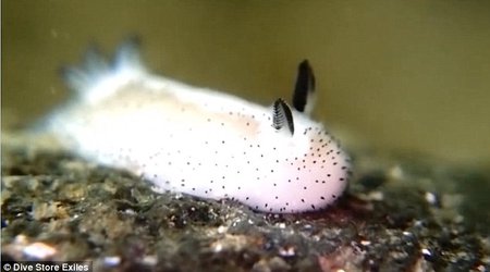 Who knew slugs could be CUTE?