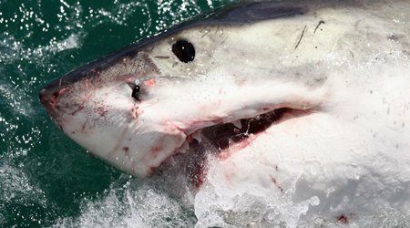 Seven facts that will change the way you think about sharks