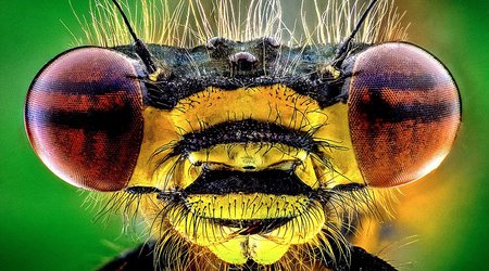 If you're scared of insects, look away from these magnified images