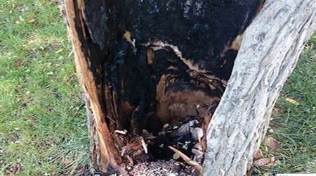 Gövdəsi qaralan park ağacları: onları kim bu günə salır? - FOTOLAR