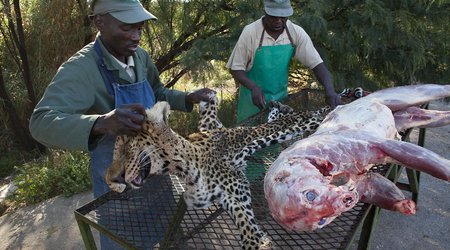 Inside the Namibian taxidermy factory which stuffs more than 6,000 animals a year