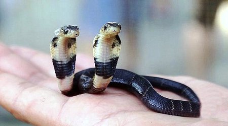 This venomous cobra has TWO heads