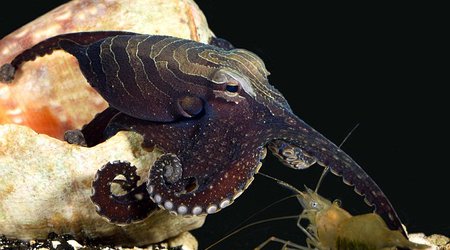 Sneaky octopus tricks its prey by TAPPING