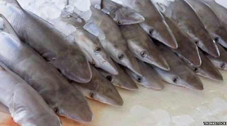 Humans are 'unique super-predator'
