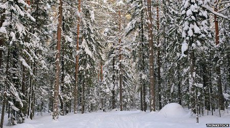 Earth's trees number 'three trillion'