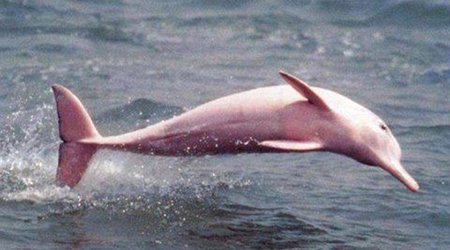 Dolphin colored bright pink due to rare genetic fault