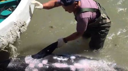 Video captures dolphin trying to escape hunters during Taiji cove slaughter