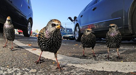 Wildlife photography awards