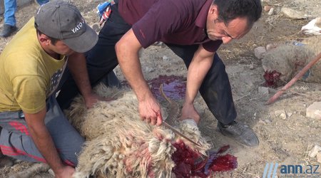 OBYEKTİVDƏ:Bakıda qurbanlıq heyvanları necə kəsdilər?