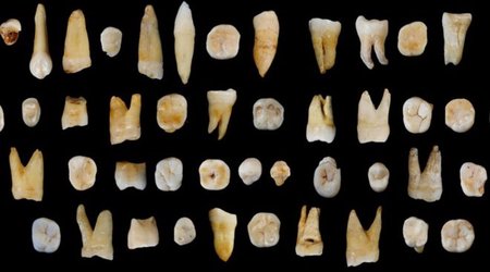 Fossil teeth place humans in Asia '20,000 years early'