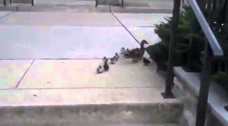 MÜXTƏLİF: Ördəklər pilləkənə qarşı