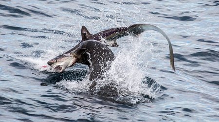 The hunter becomes the hunted!