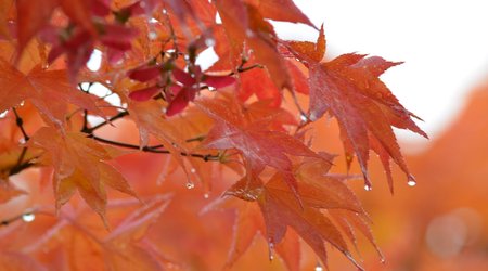 Baku weather forecast for Nov. 20
