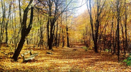Nağılvari Vyana meşələri - FOTO+VİDEO