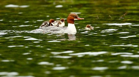 The duck who really is running a taxi service