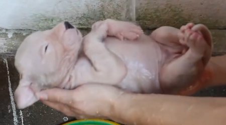 MÜXTƏLİF: Yeni doğulan heyvanlara ilk qulluq - ANN.TV