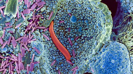 One amazing substance allowed life to thrive on land