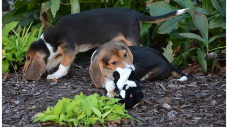 World's first IVF puppies born to surrogate mother dog