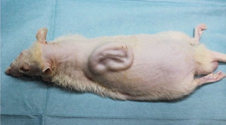 Scientists who have grown a human EAR on the back of a rat