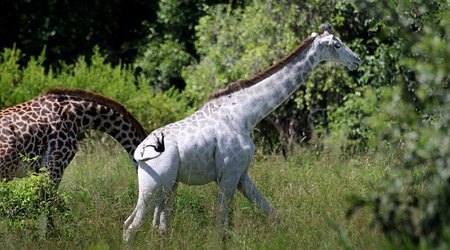 Rare white giraffe