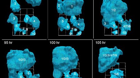 How a cancer tumor grows