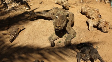 Zoo’s abandoned animals turn to mummified stone statues