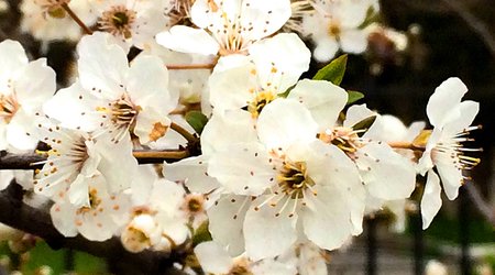 Baku weather forecast for April 8