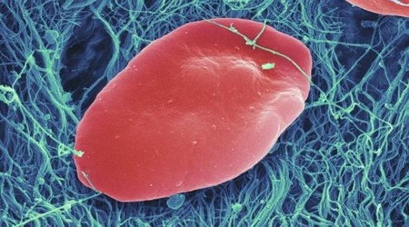 Huge leap to mass produced platelets