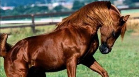 A new documentary journey to the Karabakh horse