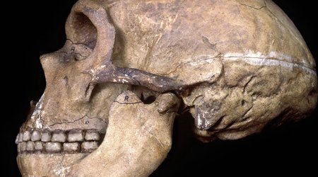 What Neanderthals' healthy teeth tell us about their minds?