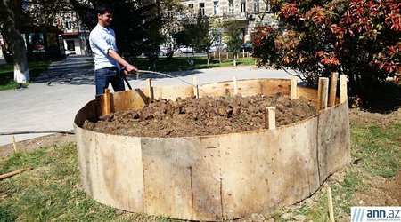 Bakı parklarında "Gül bayramı"na hazırlıq - FOTOLAR