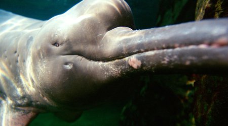 Why some species of dolphin has turned pink