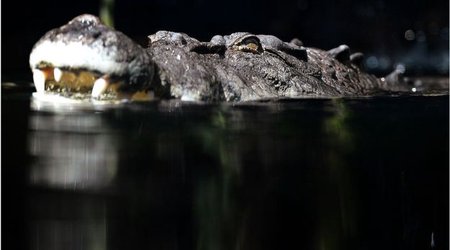 Crocodile victim celebrating end of friend's cancer treatment