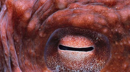 8 reasons why octopuses are the geniuses of the ocean