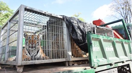 Thailand Tiger Temple to face charges over dead cubs