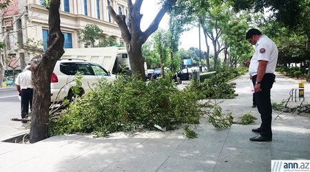 Nəzarət kameralarına görə kəsilən ağaclar - FOTOLAR
