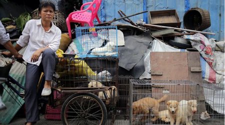 Yulin dog meat festival begins in China amid widespread criticism