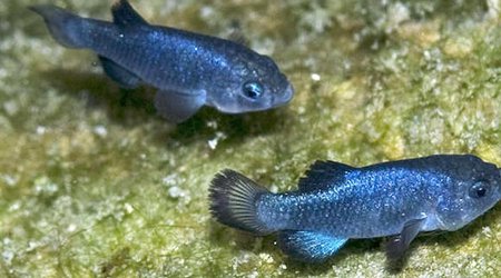 The world's loneliest species came from