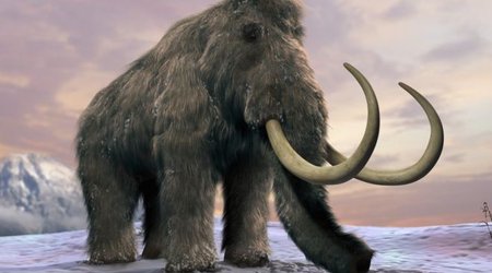 'Lack of water' killed last woolly mammoths
