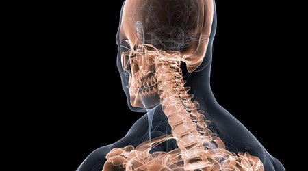Why we have a spine, when over 90% of animals don't